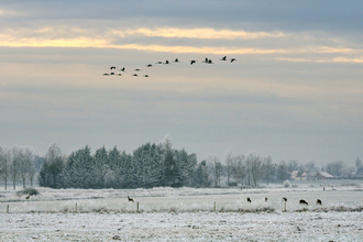 A flock of cranes flying over a smaller herd of deer in a snowy landscape. 