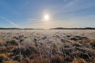 The sun rising into a blue sky above the frost-covered peatlands at Foulshaw Moss Nature Reserve