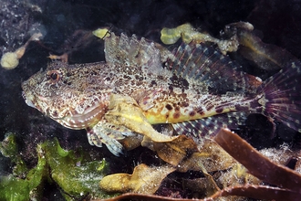 Image of long spined sea scorpion