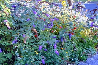 Pollinator friendly plants including buddliea in Jamie's garden © Jamie Smith