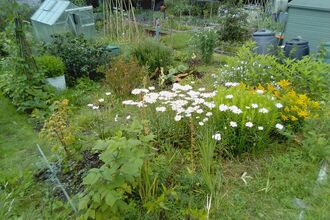 Wildlife friendly allotment garden