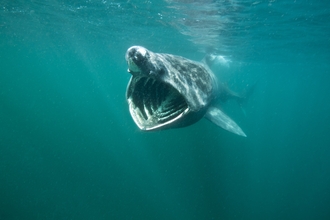 Image of basking shark in sea