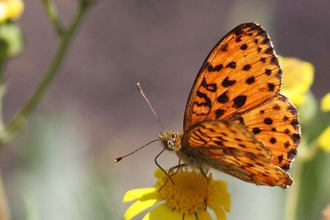 The Bay Bee and butterfly day