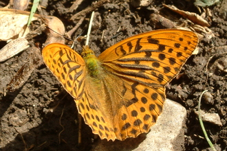 Silver-washed fritillary butterfly Whitbarrow Cumbria Wildlife Trust