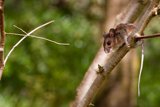 Wood mouse on a branch with green woodland in background © Vaughn Matthews