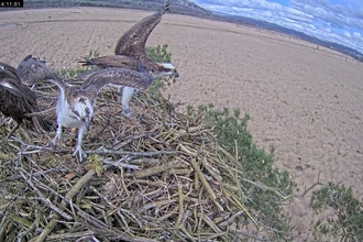 Arrival of osprey Blue 35 on to nest with two other ospreys on nest