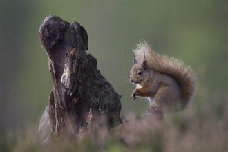   Red squirrel (Sciurus vulgaris) in pine forest, Glenfeshie, Scotland © Peter Cairns/2020VISION