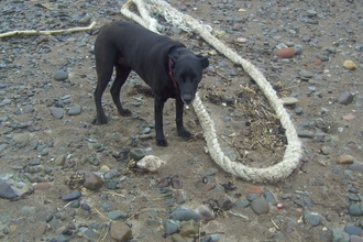 Boat's rope that's come in on the tide