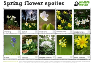 A sheet of images of different wildflowers to help you spot them