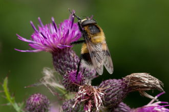 Hoverfly on purple thistle flower credit Vaughn Matthews