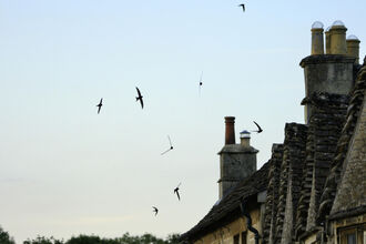 Swifts flying around rooftops copyright Nick Upton