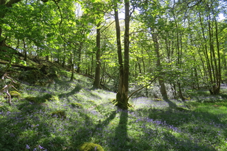 A view of Barkbooth Lot nature reserve with bluebells underneath woodland trees and sunshine coming through the branches. 