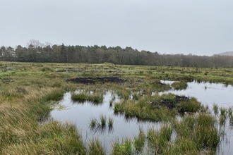 nichols moss lower field restoration