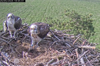 Two chicks evening feed 26.5.24