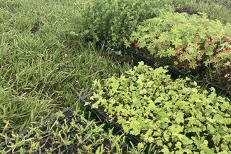 Plug plants