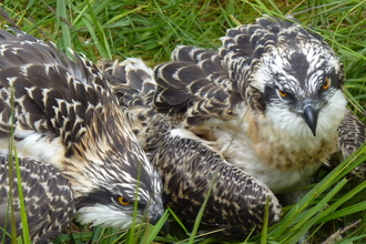 Foulshaw osprey 2024 chicks getting ready to go back on the nest