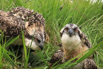 Image of two osprey chicks on the grass after ID ringing at Foulshaw Moss Nature Reserve