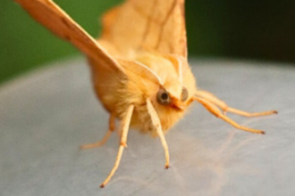 A yellow-coloured moth perching on a plastic surface.