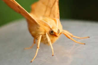 A yellow-coloured moth perching on a plastic surface. 