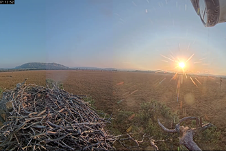 2024 Foulshaw Moss osprey nest - - September Sunrise