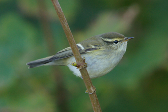 A yellow-browed warbler perched on a twig, showing the bright yellow stripe above the eye and two bright wing bars
