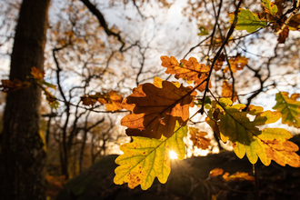 oak tree keaves in autumn credit Ben Porter