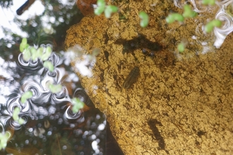 close up of wildlife pond life