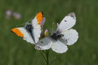 Orange tip butterfly - male and female