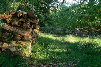Photo shows a clearing in a forest with a pile of logs on the left side