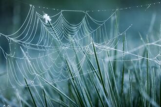 Spider's web on frosted grasses alongside the River Test at Britford, Hampshire, England, UK © Guy Edwardes/2020VISION