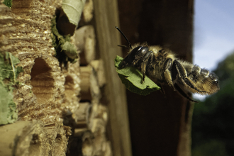 Wood-carving leafcutter bee flying towards an insect hotel with a leaf to seal her nest