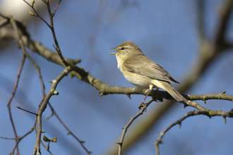 Willow warbler perched on a tree branch copyright Chris Gomersall -2020VISION