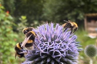 Globe thistle and bees in Peter Rabbit Garden © The World of Beatrix Potter, Bowness-In-Windermere
