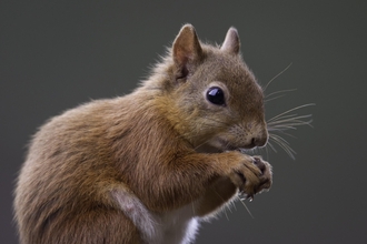 Red squirrel (Sciurus vulgaris) in summer pelage, Inshriach Forest, Scotland. Peter Carins/2020VISION