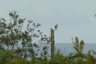 2024 Visiting osprey