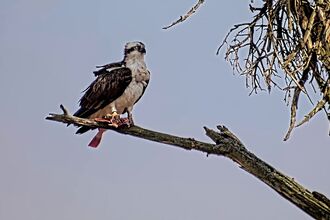 White YW osprey on roost tree with fish on arrival day 240325