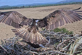A view from behind osprey White YW, coming in to land on a nest high in the sky with his wings outstretched.