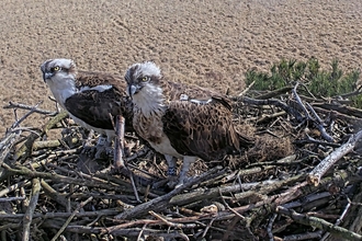 #FoulshawOspreys reunited