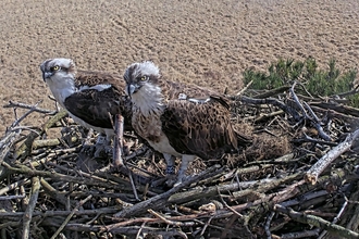 Image of pair of ospreys on nest at Foulshaw Moss Nature Reserve