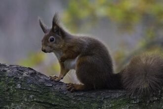 Red squirrel (Sciurus vulgaris) posing on a branch with autumn leaves behind, Brownsea Island, Dorset, winter. copyright Bertie Gregory/2020VISION