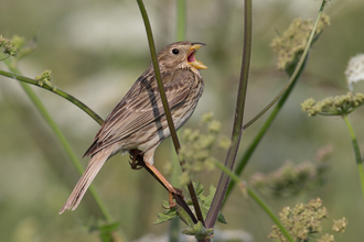 Corn bunting singing while perched on a plant