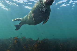 Grey seal underwater