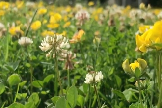 Seed ball lawn flowers - buttercups and clover