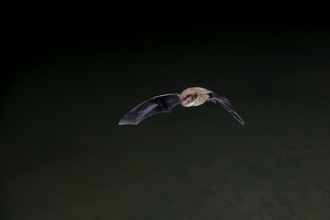 bat 2