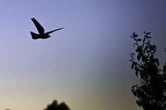 The silhouette of a nightjar as it flies across a dusk sky, deep blue with orange hues towards the horizon