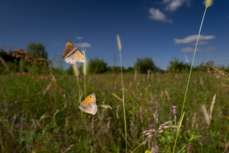 Image of meadow brown butterflies in field with blue sky