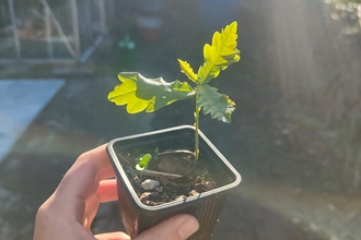 A hand holding a small oak sapling in a square plastic pot with a greenhouse and the sun shining in the background.