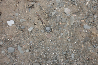 Debris on Mawbray beach