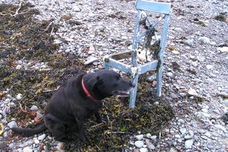 Old wooden dinning chair covered in weed