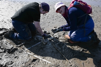 Silhouettes of two volunteers kneeling on the sand planting seagrass. 